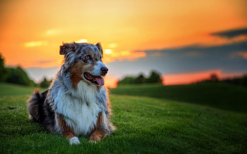Dog Puppy Dog 2560Ã1600 HD wallpaper